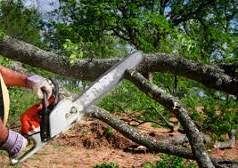 Best Tree Maintenance Programs  in Mayflower Village, CA