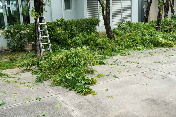 Reliable Mayflower Village, CA  Tree Services Solutions